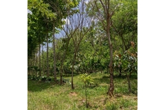 Image Cocoa plantation.